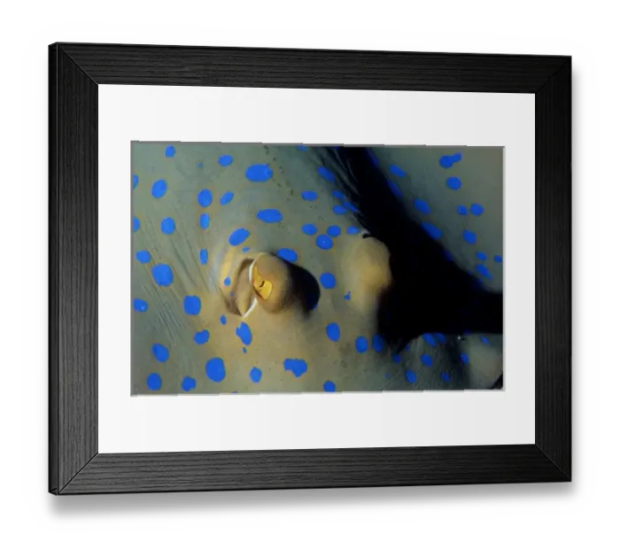 Framed Print : Bluespotted ribbontail ray, Taeniura lymma, at Abu Soma Arbaa (Safaga area), Red Sea Framed Print : Bluespotted ribbontail ray, Taeniura lymma, at Abu Soma Arbaa (Safaga area), Red Sea