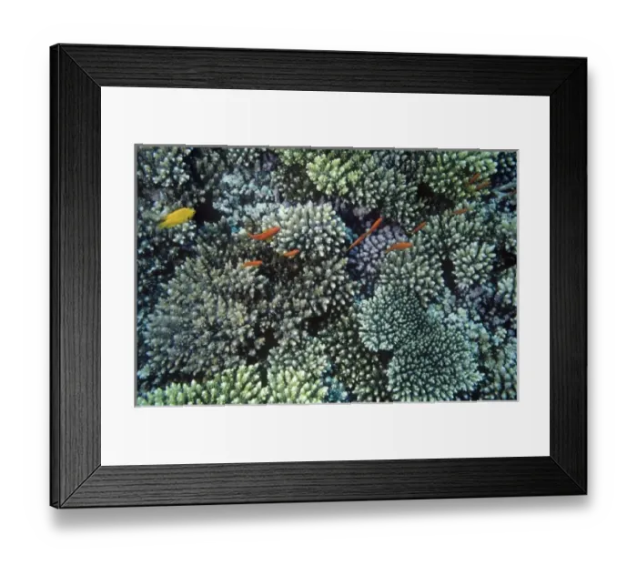 Framed Print : Scalefin Anthias, Anthias squamipinnis, swimming over coral of genus Acropora, Red Sea Framed Print : Scalefin Anthias, Anthias squamipinnis, swimming over coral of genus Acropora, Red Sea