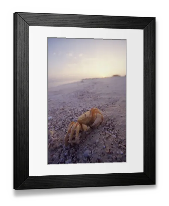 Framed Print : Crab on sand, Siyull Island (Fury Shoal area), Red Sea, Egypt Framed Print : Crab on sand, Siyull Island (Fury Shoal area), Red Sea, Egypt