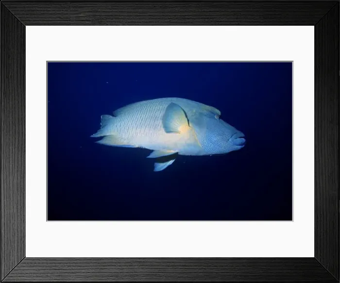 Framed Print : Humphead wrasse, Cheilinus undulatus, Red Sea, Egypt Framed Print : Humphead wrasse, Cheilinus undulatus, Red Sea, Egypt