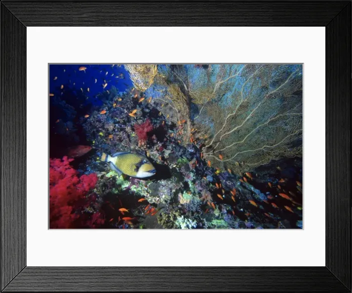 Framed Print : Titan triggerfish (Balistoides viridescens) and Scalefin Anthias (Anthias Squamipinnis) Framed Print : Titan triggerfish (Balistoides viridescens) and Scalefin Anthias (Anthias Squamipinnis)