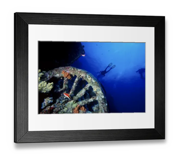 Framed Print : Old wheel home to corals and fish with scuba divers in the background, Numidia shipwreck Framed Print : Old wheel home to corals and fish with scuba divers in the background, Numidia shipwreck