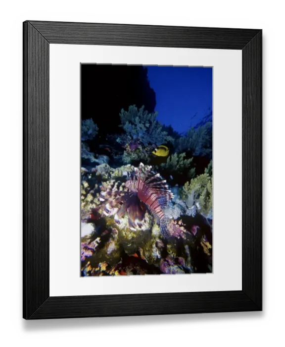 Framed Print : Lionfish (Pterois voliants) by corals and Red Sea Racoon Butterflyfish (Chaetodon Framed Print : Lionfish (Pterois voliants) by corals and Red Sea Racoon Butterflyfish (Chaetodon