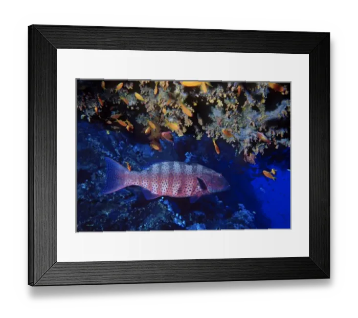Framed Print : Roving coral grouper, Plectropomus pessuliferus (marisrubri), with Scalefin anthias Framed Print : Roving coral grouper, Plectropomus pessuliferus (marisrubri), with Scalefin anthias