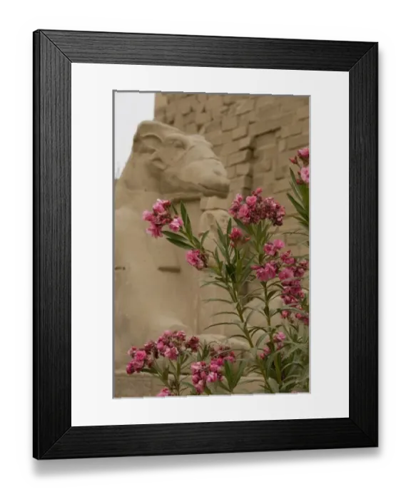 Framed Print : Egypt, Luxor, East Bank, Karnak Temple. Avenue of the ram-headed Sphinx