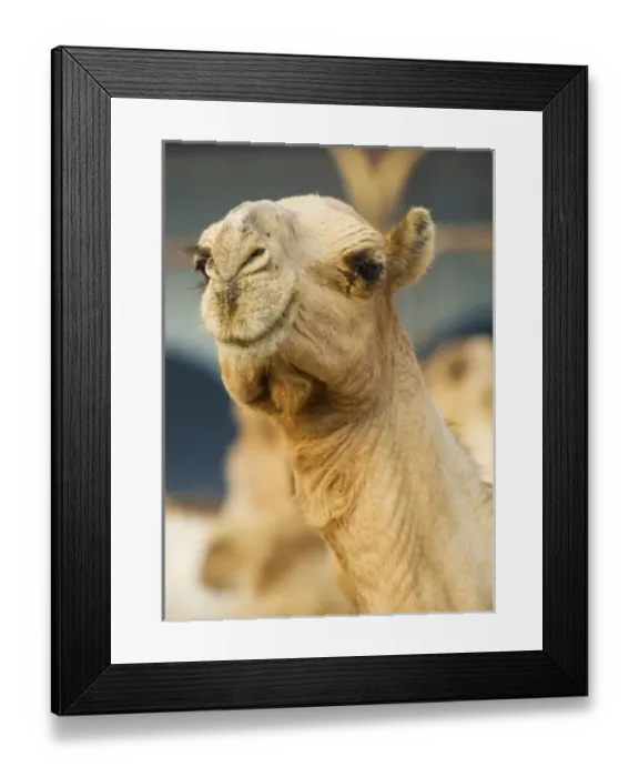 Framed Print : Africa, Egypt Framed Print : Africa, Egypt