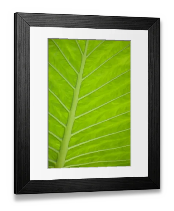 Framed Print : Green veined leaves of tropical foliage in Alexandria and the Amphitheater, Egypt Framed Print : Green veined leaves of tropical foliage in Alexandria and the Amphitheater, Egypt