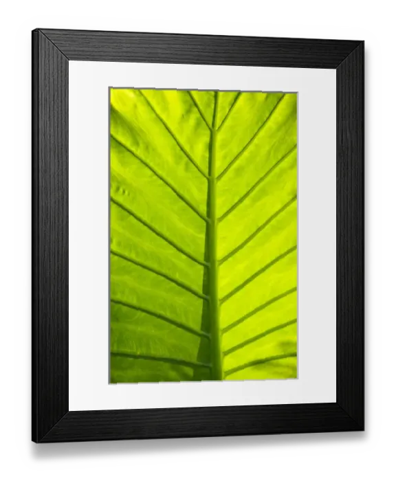Framed Print : Green veined leaves of tropical foliage in Alexandria and the Amphitheater, Egypt Framed Print : Green veined leaves of tropical foliage in Alexandria and the Amphitheater, Egypt