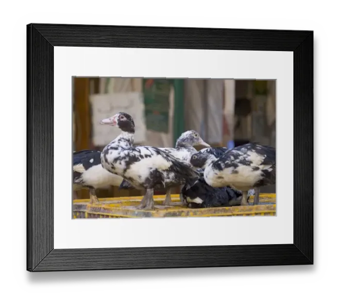 Framed Print : Africa, Egypt Framed Print : Africa, Egypt