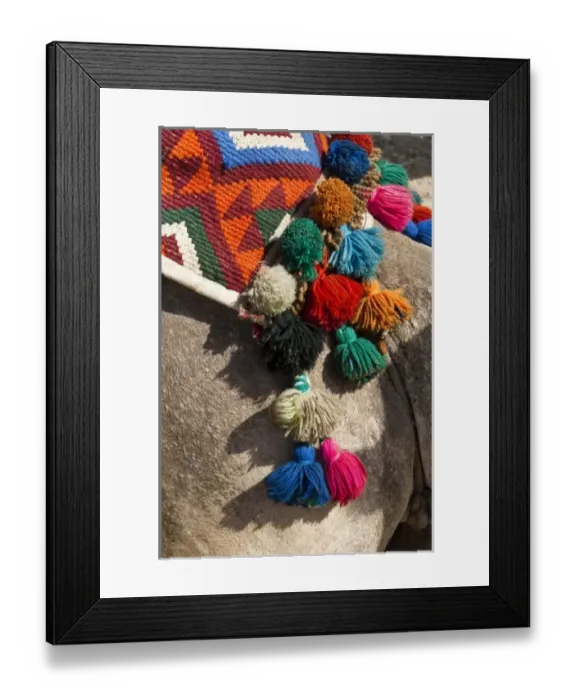 Framed Print : Egypt, Giza. Camel blanket at the Pyramids of Giza