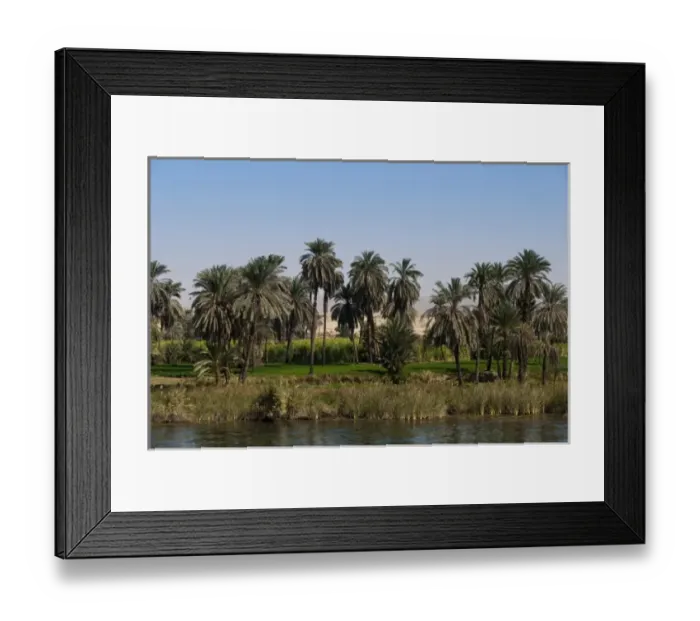 Framed Print : Egypt. Date palms along the Nile
