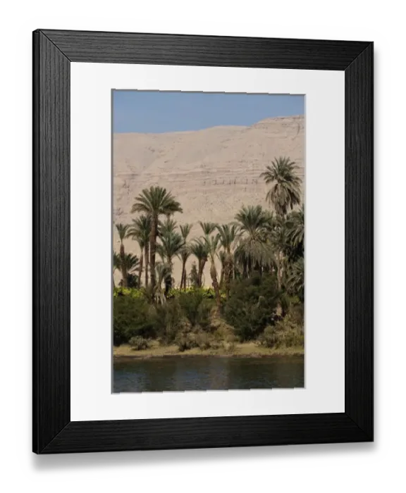 Framed Print : Egypt. Date palms along the Nile Framed Print : Egypt. Date palms along the Nile