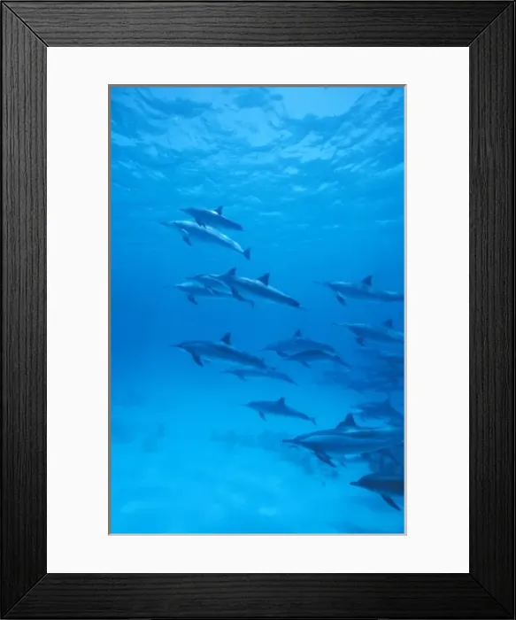 Framed Print : Africa, Egypt, Red Sea. Spinner dolphins (Stenella longirostris)