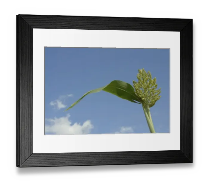 Framed Print : Ethiopia: Lower Omo River Basin, Kotrouru, a Kwego village, sorghum Framed Print : Ethiopia: Lower Omo River Basin, Kotrouru, a Kwego village, sorghum