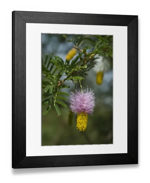 Framed Print : Africa, Ethiopia Framed Print : Africa, Ethiopia