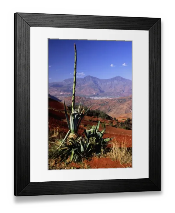 Framed Print : Asia, China, Yunnan, Dongchuan. Yucca by red (laterite) tilled fields above distant Framed Print : Asia, China, Yunnan, Dongchuan. Yucca by red (laterite) tilled fields above distant