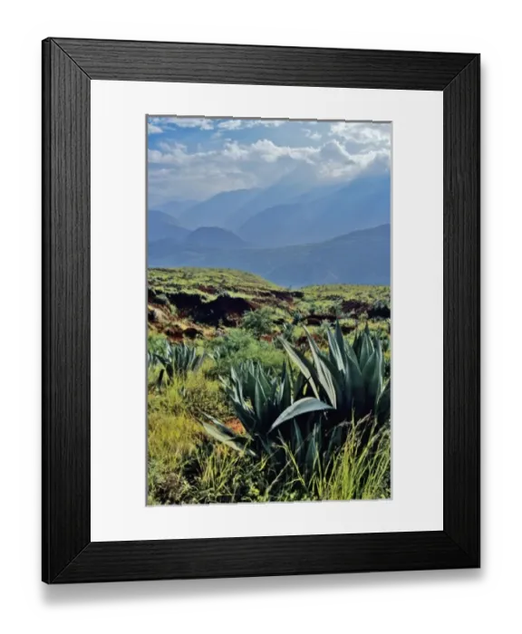 Framed Print : Asia, China, Yunnan Province, Qujing Region. Cactus covers red earth (laterite) slope Framed Print : Asia, China, Yunnan Province, Qujing Region. Cactus covers red earth (laterite) slope
