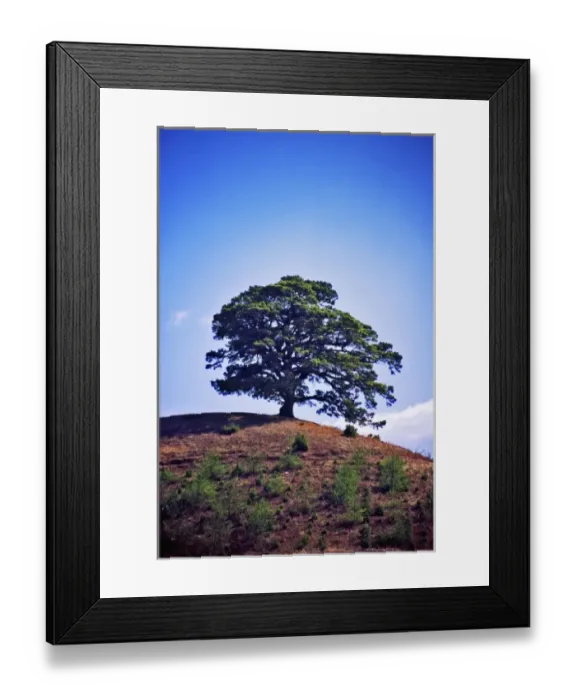 Framed Print : Asia, China, Yunnan, Dongchuan. Chinese Fir tree on red hill said to be one thousand Framed Print : Asia, China, Yunnan, Dongchuan. Chinese Fir tree on red hill said to be one thousand