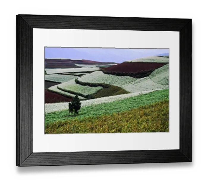 Framed Print : Asia, China, Yunnan, Dongchuan. Multiple crops cover terraces of red earth (laterite)