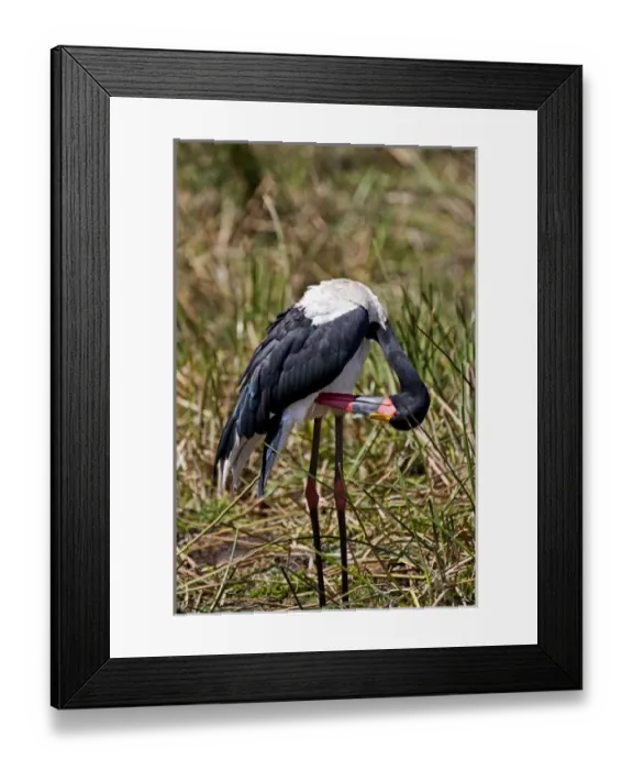 Framed Print : Africa, Kenya Framed Print : Africa, Kenya