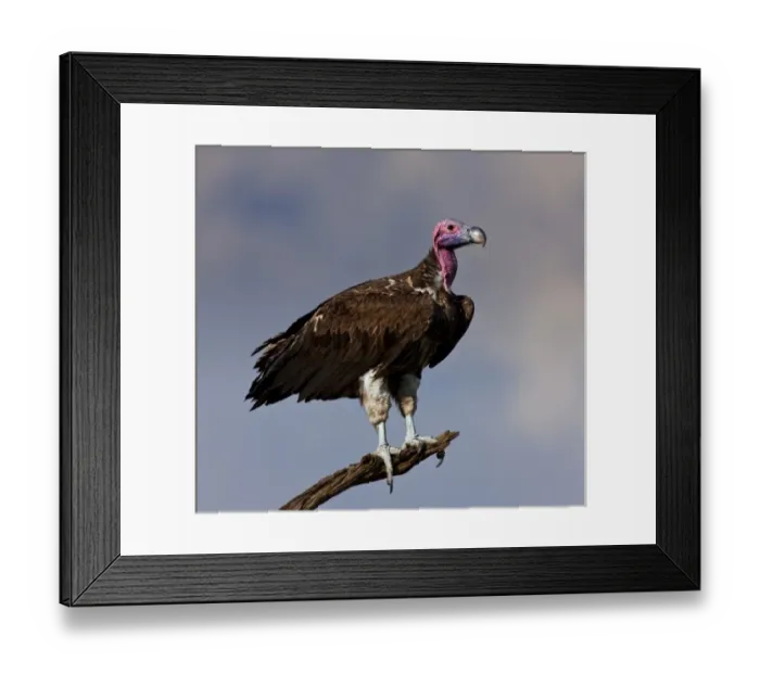 Framed Print : White-Headed Vulture as seen in the Masai Mara Framed Print : White-Headed Vulture as seen in the Masai Mara