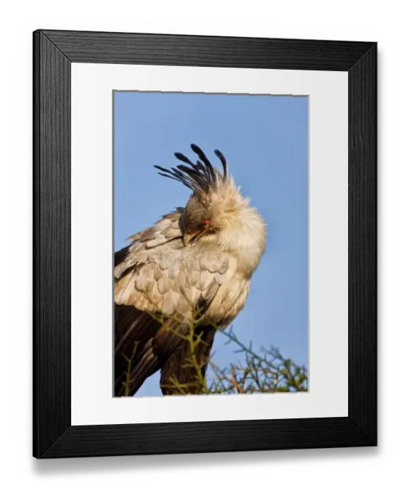 Framed Print : Africa, Kenya Framed Print : Africa, Kenya