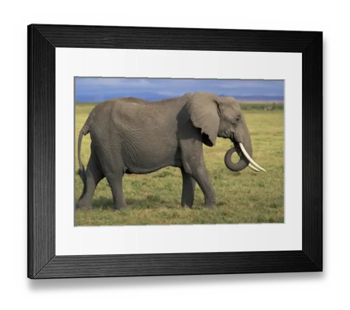 Framed Print : Africa, Kenya Framed Print : Africa, Kenya