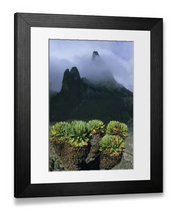 Framed Print : Kenya, Mount Kenya National Park, 4200 m. Teleki Valley, Giant groundsel (Dendrosenecio Framed Print : Kenya, Mount Kenya National Park, 4200 m. Teleki Valley, Giant groundsel (Dendrosenecio