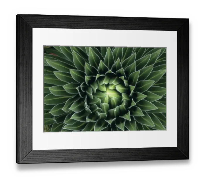 Framed Print : Giant Lobelia (Lobelia deckenii keniensis) detail, Mount Kenya National Park Kenya Framed Print : Giant Lobelia (Lobelia deckenii keniensis) detail, Mount Kenya National Park Kenya
