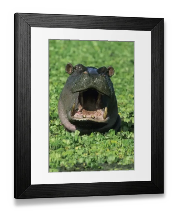 Framed Print : Hippopatamus, (H. amphibius), Kenya, Masai Mara Reserve, Hippopotamus in weed-choked pool Framed Print : Hippopatamus, (H. amphibius), Kenya, Masai Mara Reserve, Hippopotamus in weed-choked pool
