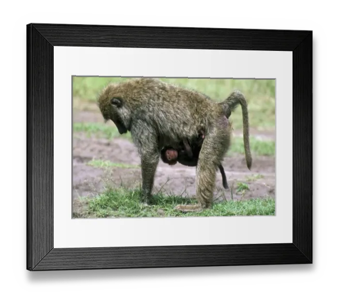 Framed Print : Africa, Kenya Framed Print : Africa, Kenya
