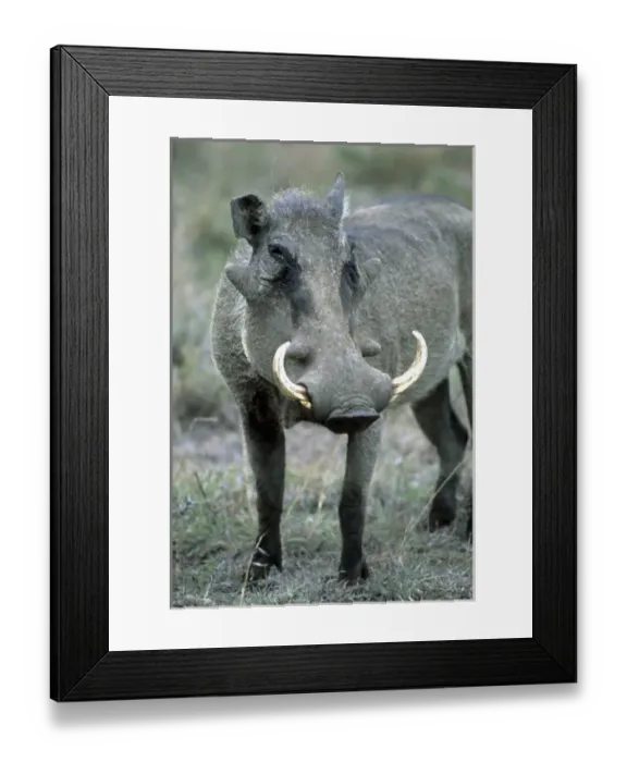 Framed Print : Warthog (Phacochoerus africanus) Masai Mara Reserve, Kenya