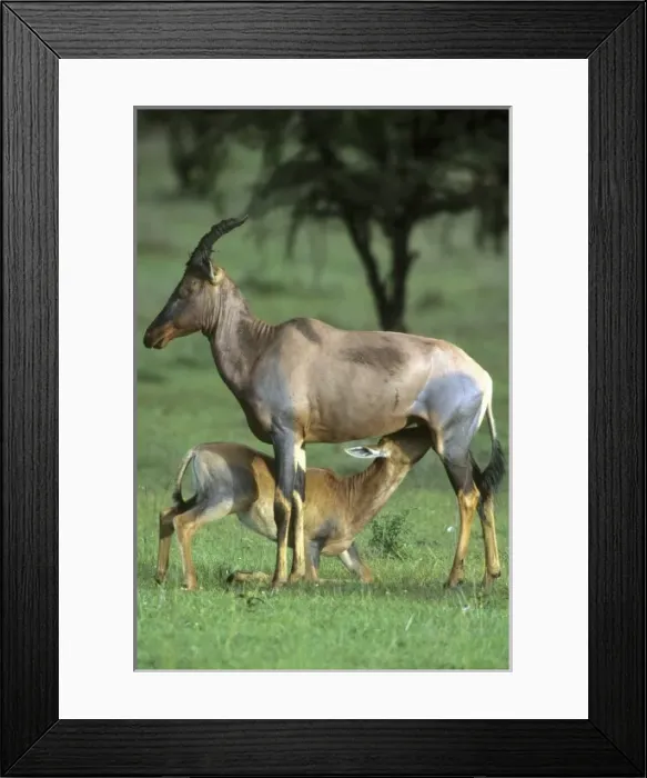 Framed Print : Topi, (Damaliscus lunatus), mother nursing baby, Masai Mara Reserve, Kenya Framed Print : Topi, (Damaliscus lunatus), mother nursing baby, Masai Mara Reserve, Kenya