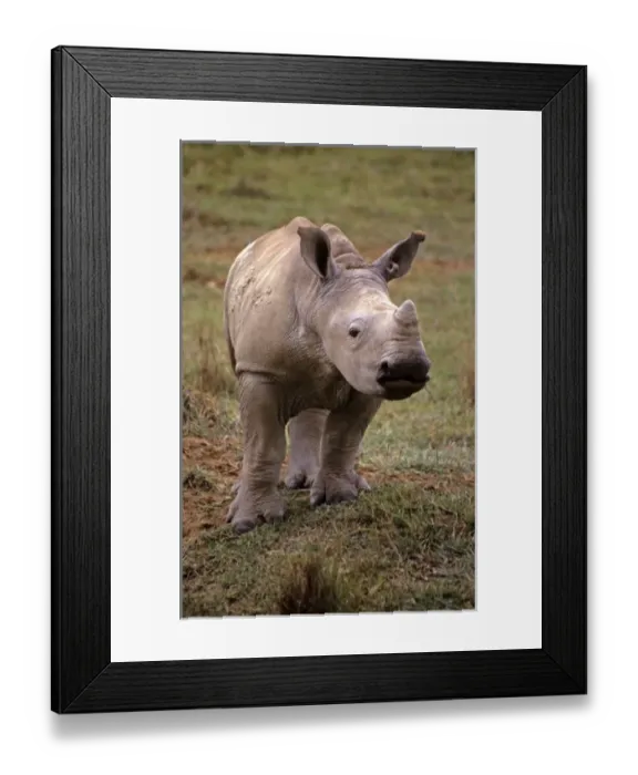 Framed Print : East Africa, Kenya. Young White Rhino Framed Print : East Africa, Kenya. Young White Rhino