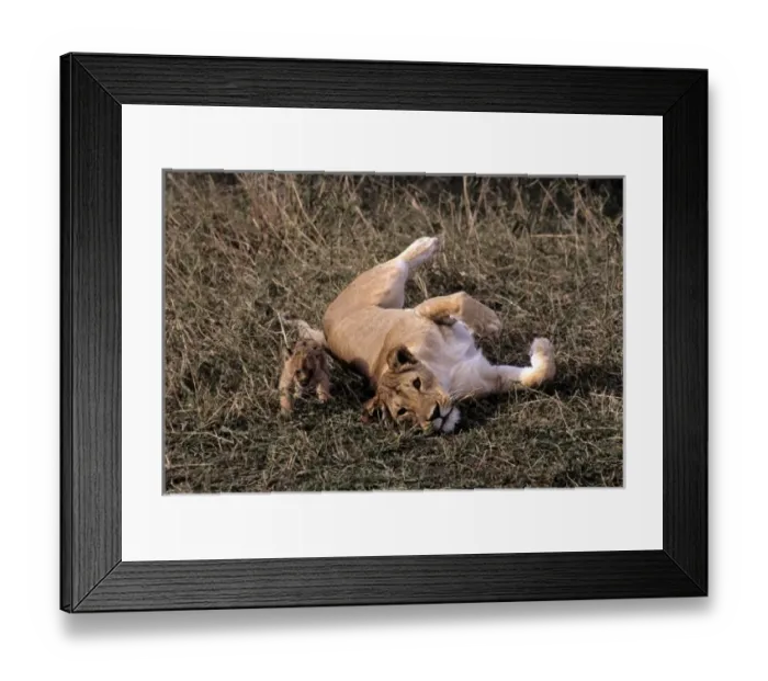 Framed Print : Africa, Kenya, Msai Mara. A mother lioness cares for her cub in the Msai Mara, Kenya Framed Print : Africa, Kenya, Msai Mara. A mother lioness cares for her cub in the Msai Mara, Kenya