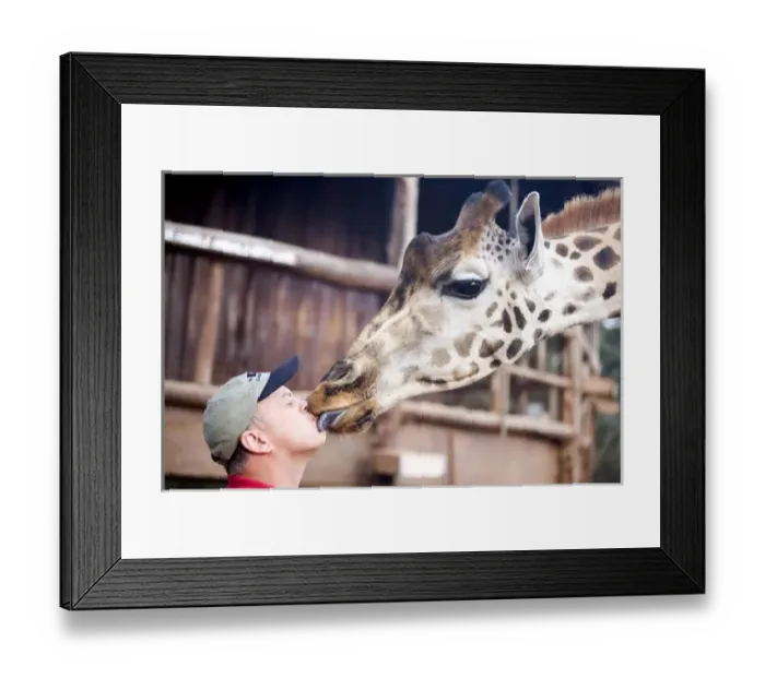 Framed Print : Africa, Kenya, Nairobi. Man gets a kiss from a Rothschild giraffe (G. c. rothschildi)
