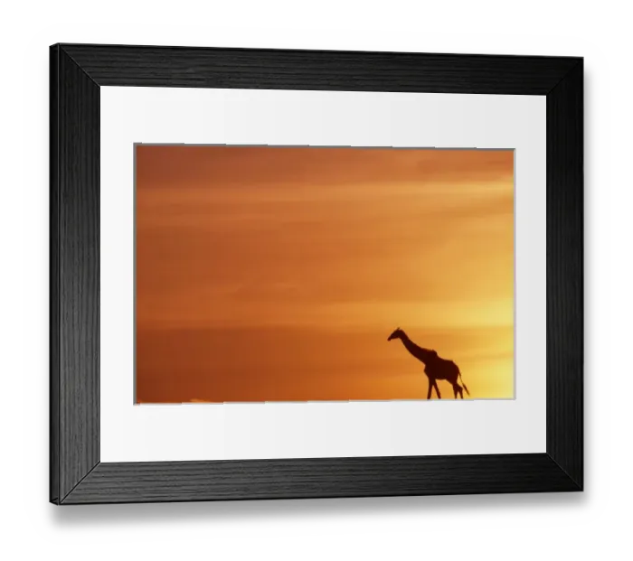 Framed Print : Africa. Kenya. Masai Mara. Giraffe (Giraffa camelopardalis) walks across the plains