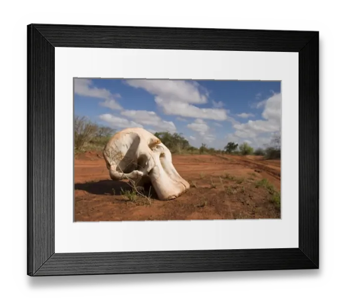 Framed Print : Elephant skull, Tsavo National Park, Kenya Framed Print : Elephant skull, Tsavo National Park, Kenya