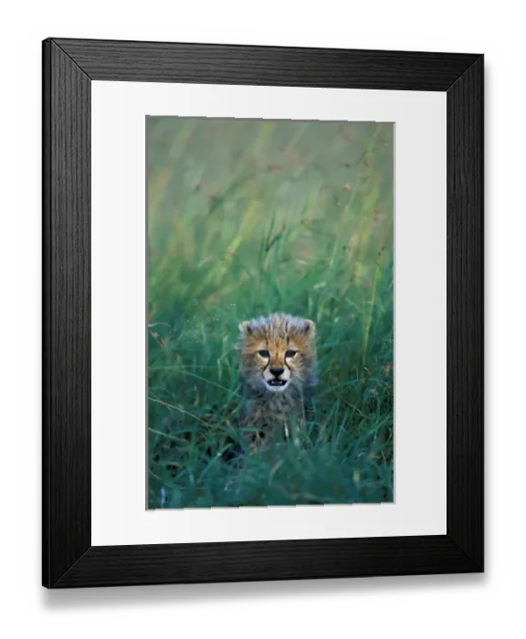Framed Print : Kenya, Masai Mara Game Reserve, Alert Cheetah cub (Acinonyx jubatas) sits in tall