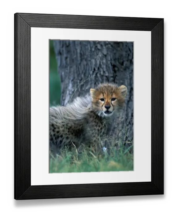 Framed Print : Kenya, Masai Mara Game Reserve, Young Cheetah cub (Acinonyx jubatas) in tall savanna
