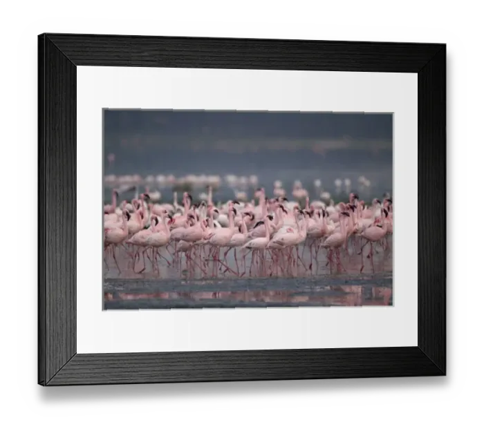 Framed Print : Kenya, Lake Nakuru National Park, Lesser Flamingoes (Phoeniconaias minor) flock in Framed Print : Kenya, Lake Nakuru National Park, Lesser Flamingoes (Phoeniconaias minor) flock in