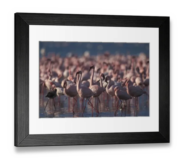 Framed Print : Kenya, Lake Nakuru National Park, Lesser Flamingoes (Phoeniconaias minor) flock in Framed Print : Kenya, Lake Nakuru National Park, Lesser Flamingoes (Phoeniconaias minor) flock in