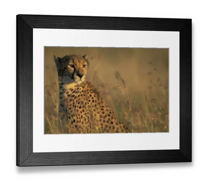 Framed Print : Kenya, Masai Macra Game Reserve, Tight portrait of Cheetah (Acinonyx jubatas) sitting