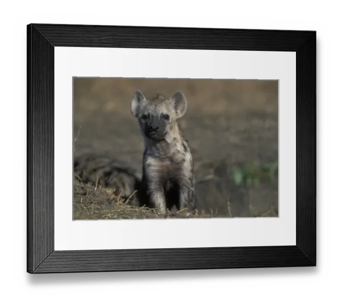 Framed Print : Africa, Kenya, Masai Mara Game Reserve, Spotted Hyena pup (Crocuta crocuta) resting Framed Print : Africa, Kenya, Masai Mara Game Reserve, Spotted Hyena pup (Crocuta crocuta) resting