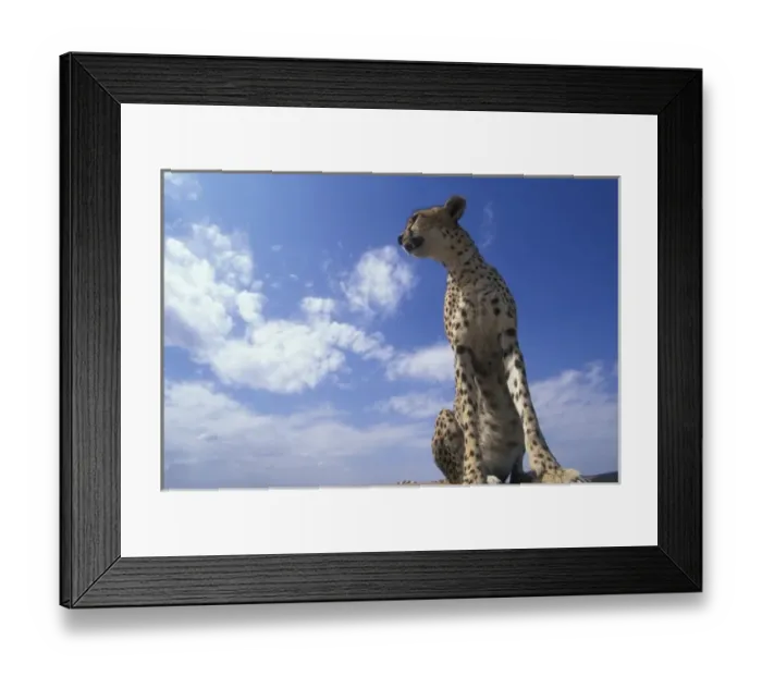 Framed Print : Africa, Kenya, Masai Mara Game Reserve, Adult Female Cheetah (Acinonyx jubatas) looks