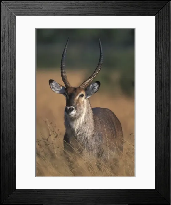 Framed Print : Africa, Kenya, Masai Mara Game Reserve, Waterbuck (Kobus ellipsiprymnus) in early