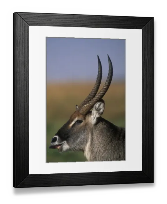 Framed Print : Africa, Kenya, Masai Mara Game Reserve, Close-up of Adult Male Waterbuck (Kobus ellipsiprymnus)