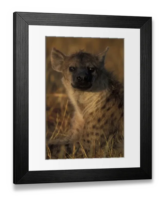 Framed Print : Africa, Kenya, Masai Mara Game Reserve, Adult Female Spotted Hyena(Crocuta crocuta) Framed Print : Africa, Kenya, Masai Mara Game Reserve, Adult Female Spotted Hyena(Crocuta crocuta)