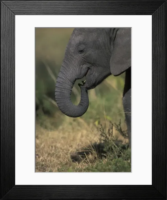 Framed Print : Elephant Calf playing with Trunk, Masai Mara Game Reserve, Kenya, Africa