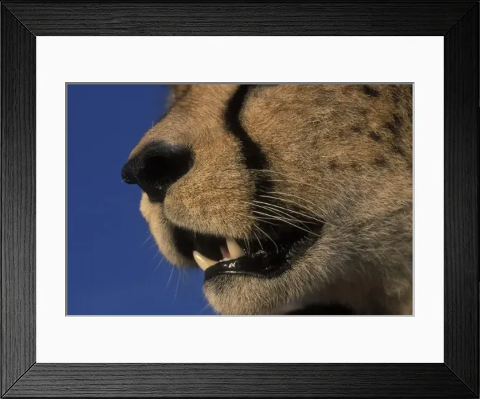 Framed Print : Kenya, Masai Mara Game Reserve, Close-up detail of Adult Female Cheetah (Acinonyx jubatas) jaw Framed Print : Kenya, Masai Mara Game Reserve, Close-up detail of Adult Female Cheetah (Acinonyx jubatas) jaw